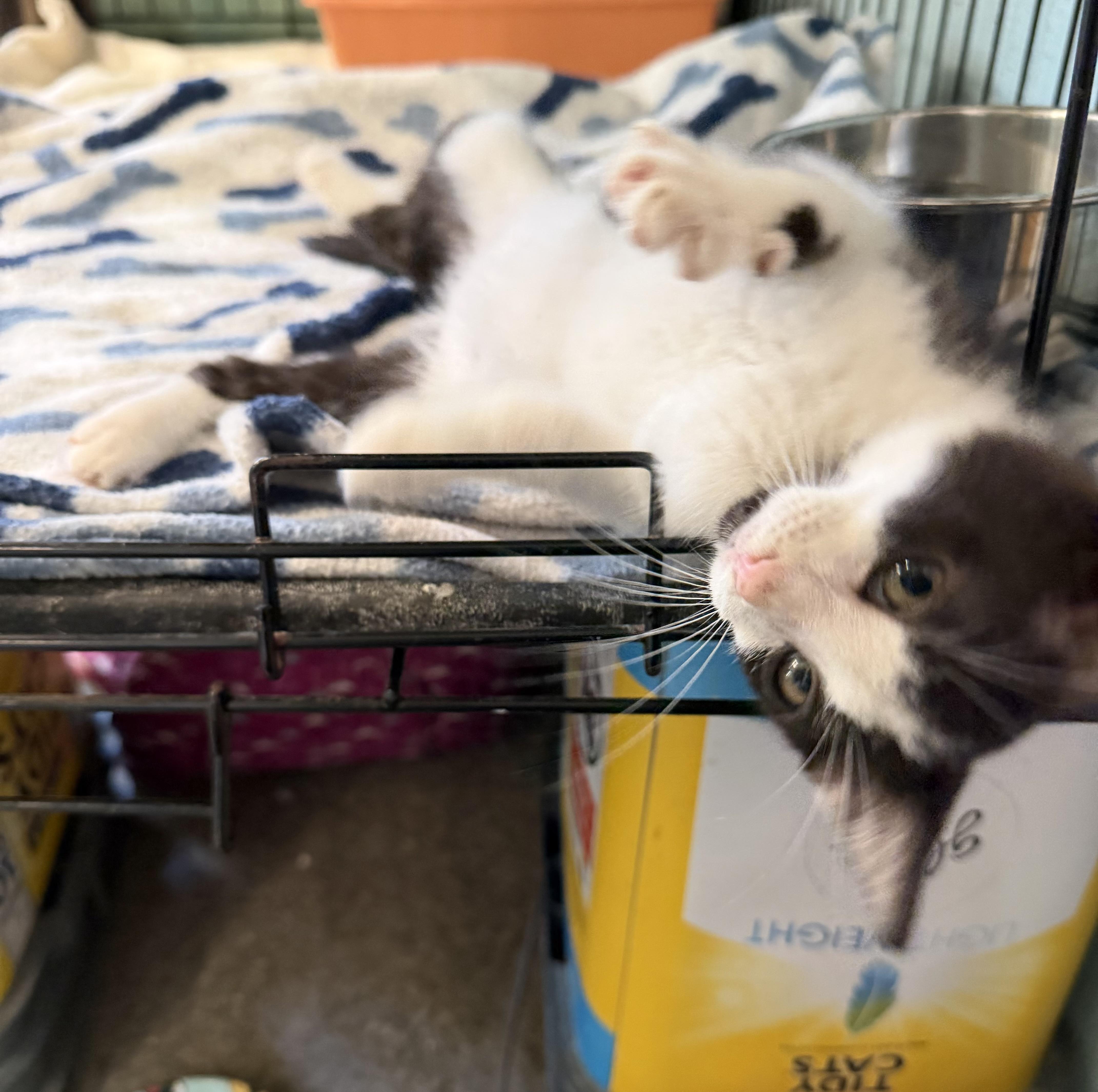 Enlarge Snoopy, a Adopted Domestic Short Hair in Warren, OH image 3/5