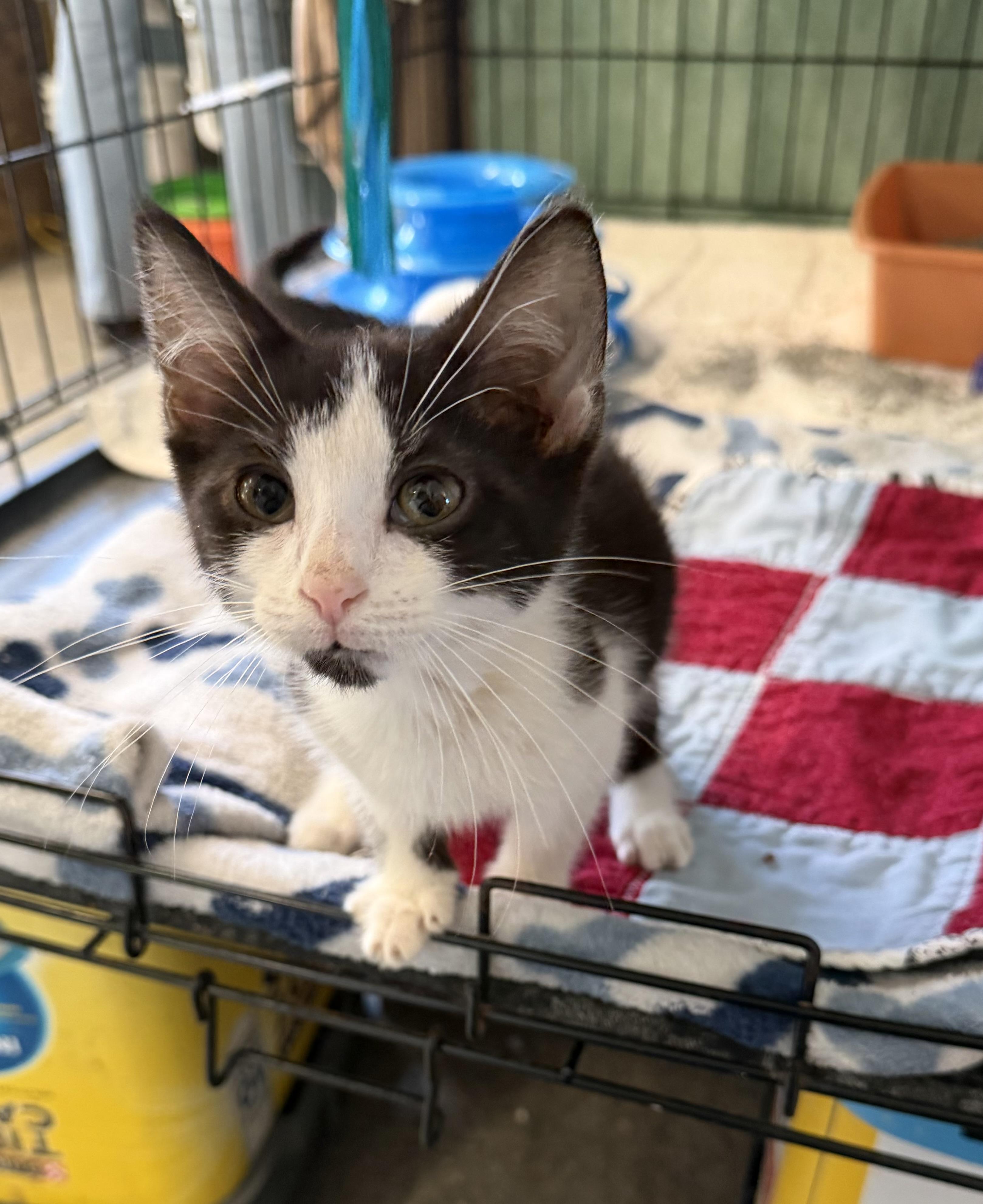 Snoopy, Adopted, Kitten Male Domestic Short Hair.