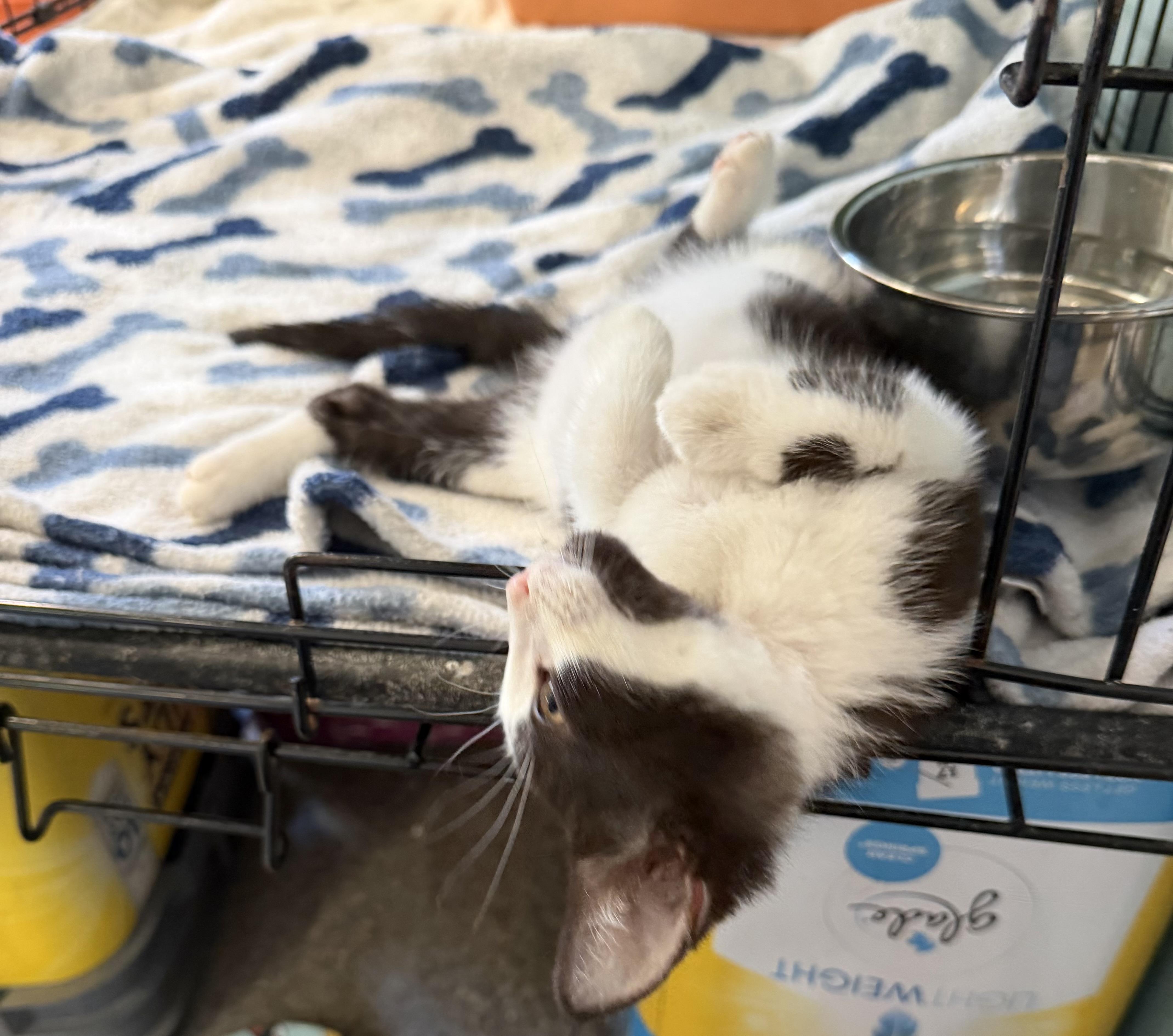 Enlarge Snoopy, a Adopted Domestic Short Hair in Warren, OH image 4/5