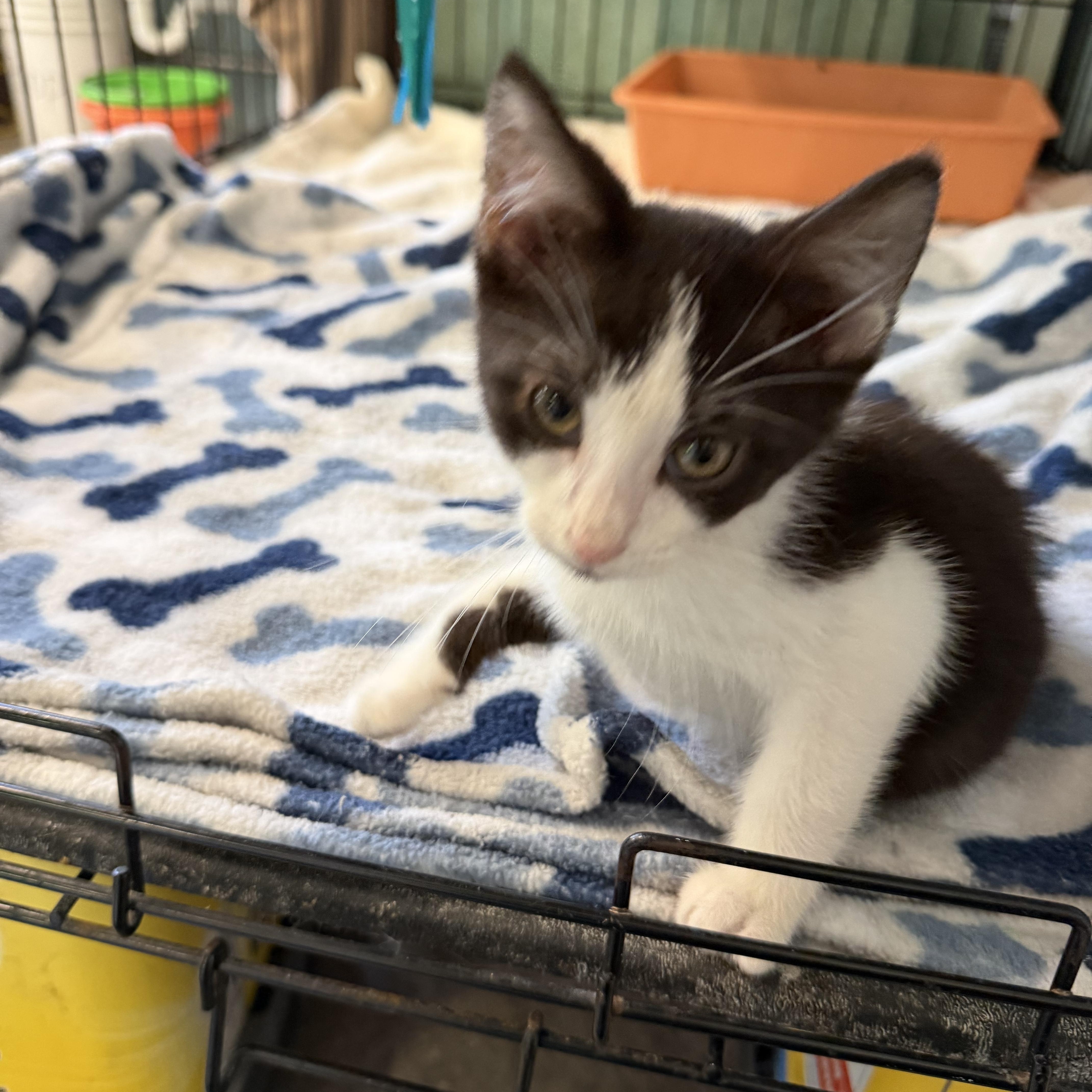Enlarge Snoopy, a Adopted Domestic Short Hair in Warren, OH image 5/5