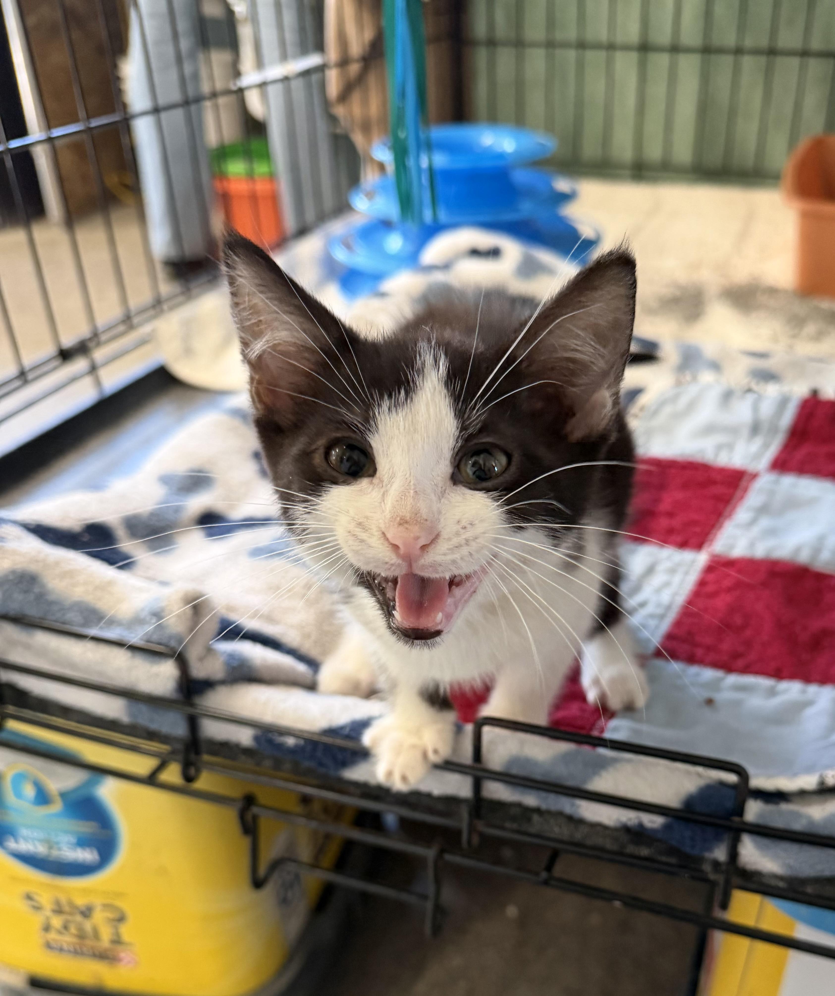 Enlarge Snoopy, a Adopted Domestic Short Hair in Warren, OH image 2/5