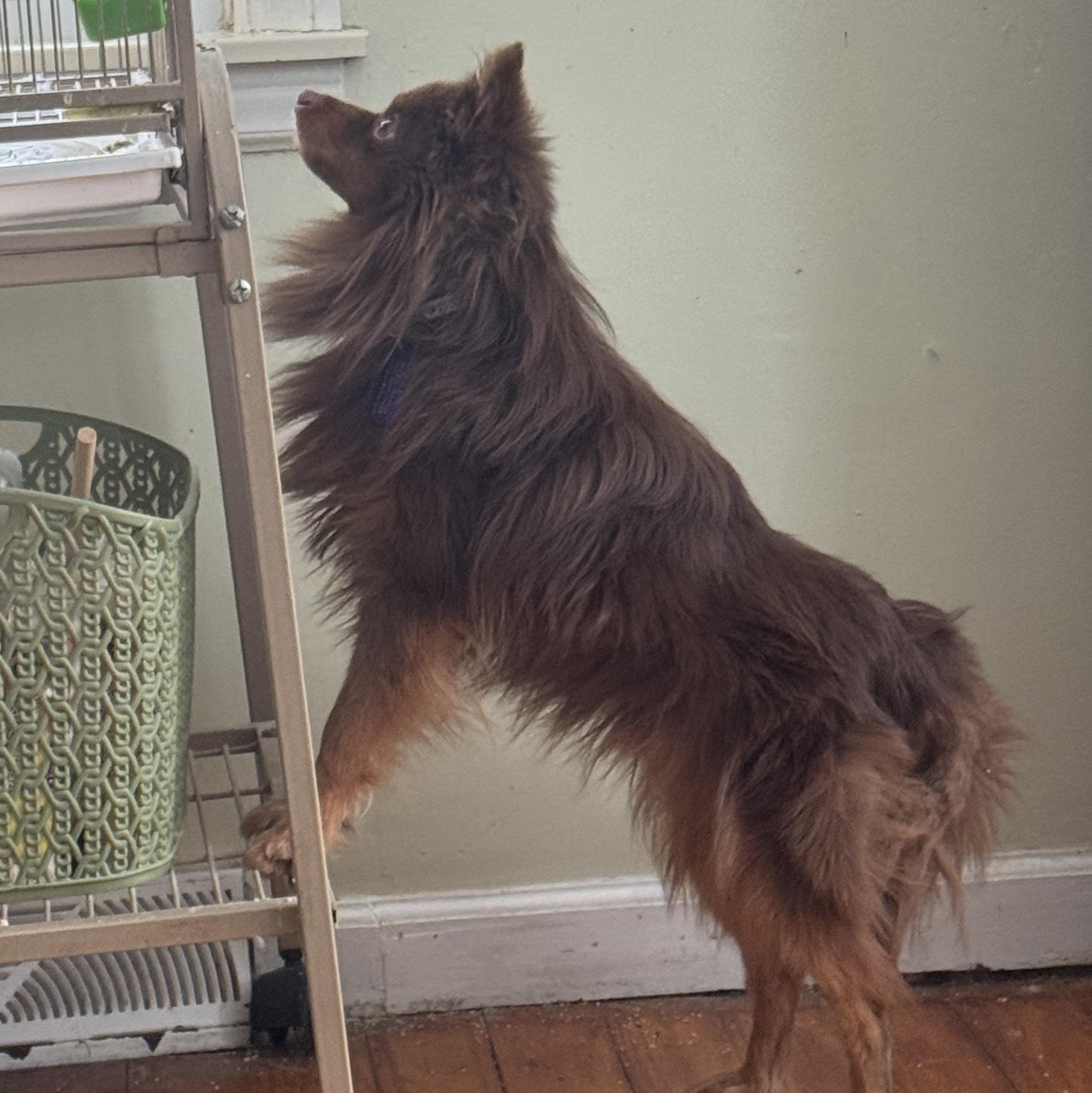 Mikey, a ADOPTABLE mixed breed in Garden City, MI image 2/3