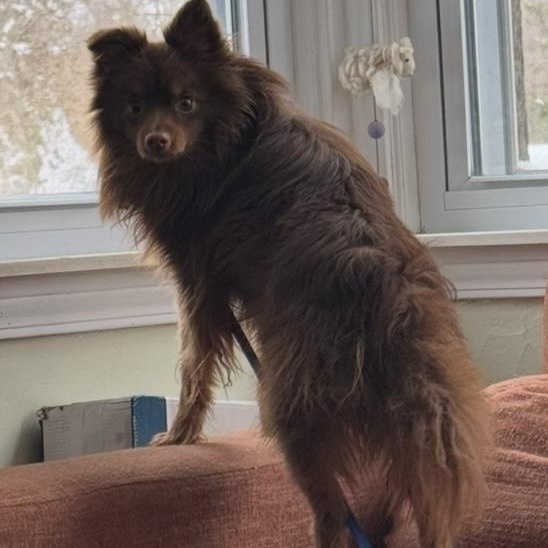 Mikey, a ADOPTABLE mixed breed in Garden City, MI image 3/3