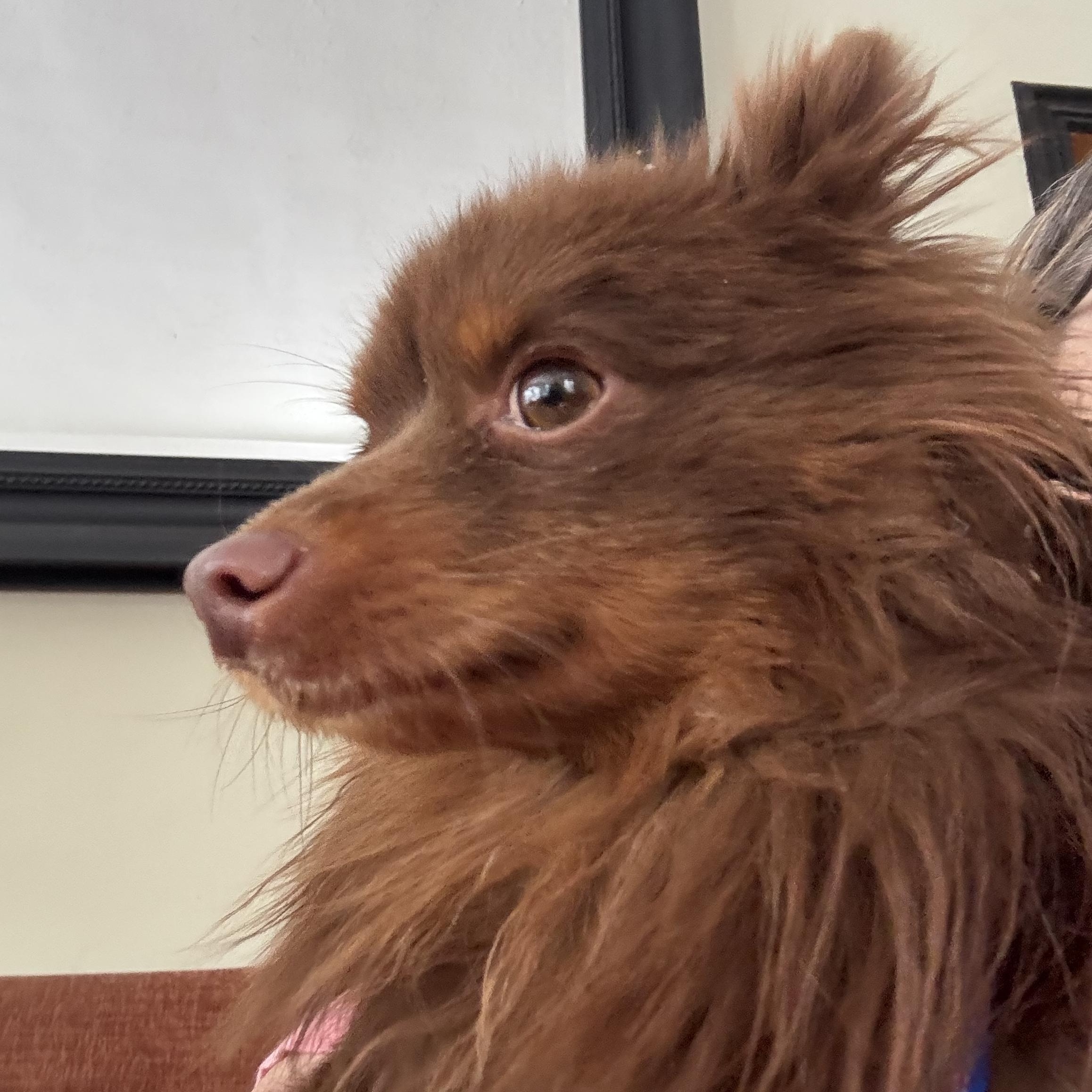 Mikey, ADOPTABLE, Adult Male Pomeranian & American Eskimo Dog.