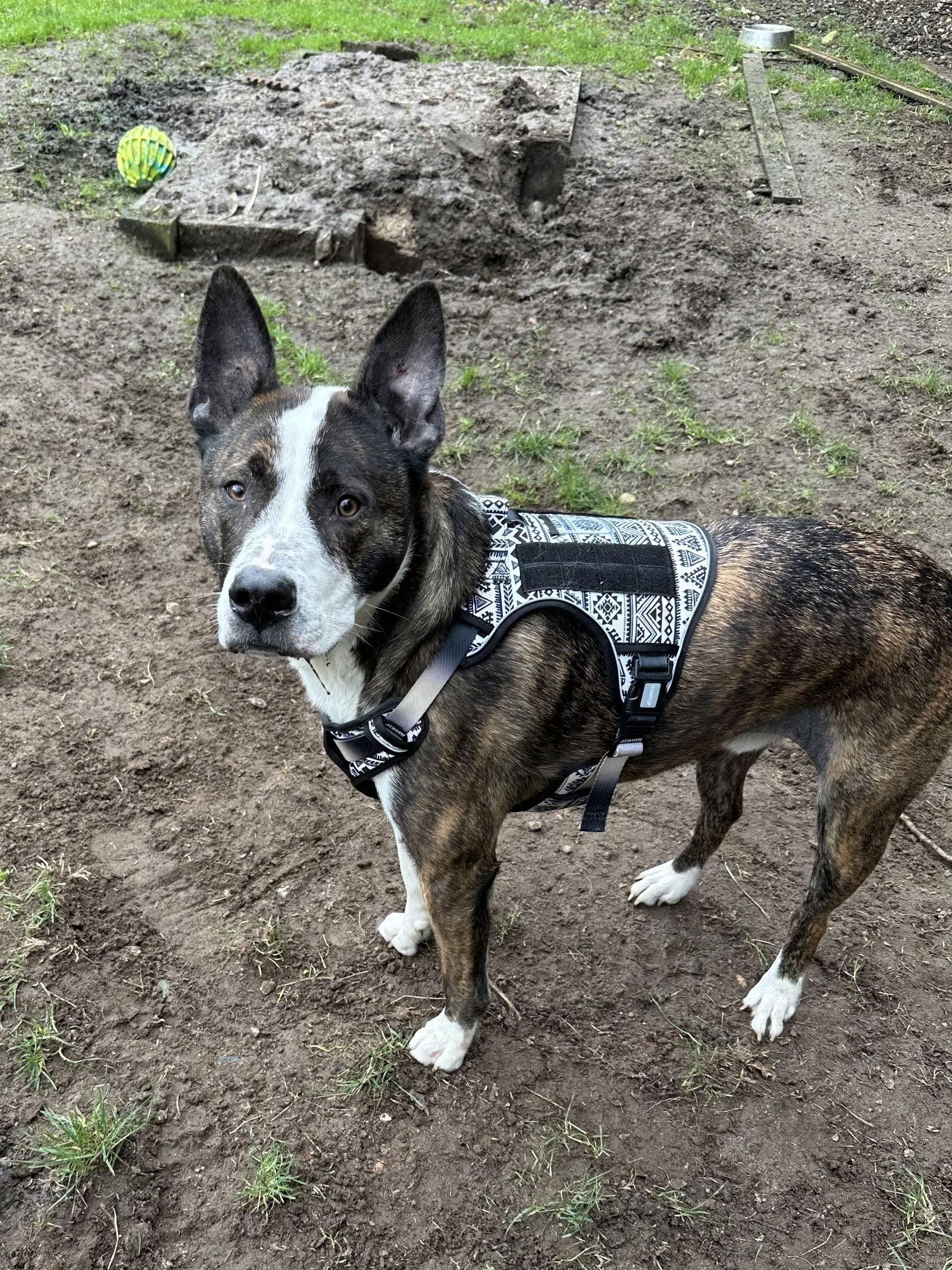 Luke Skywalker, Adoptable, Young Male Pit Bull Terrier & American Staffordshire Terrier.