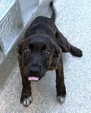 Enlarge Zephyr, a Adoptable mixed breed in Washington, DC image 1/2