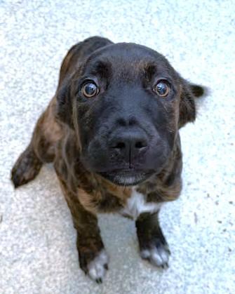 Enlarge Zephyr, a Adoptable mixed breed in Washington, DC image 2/2