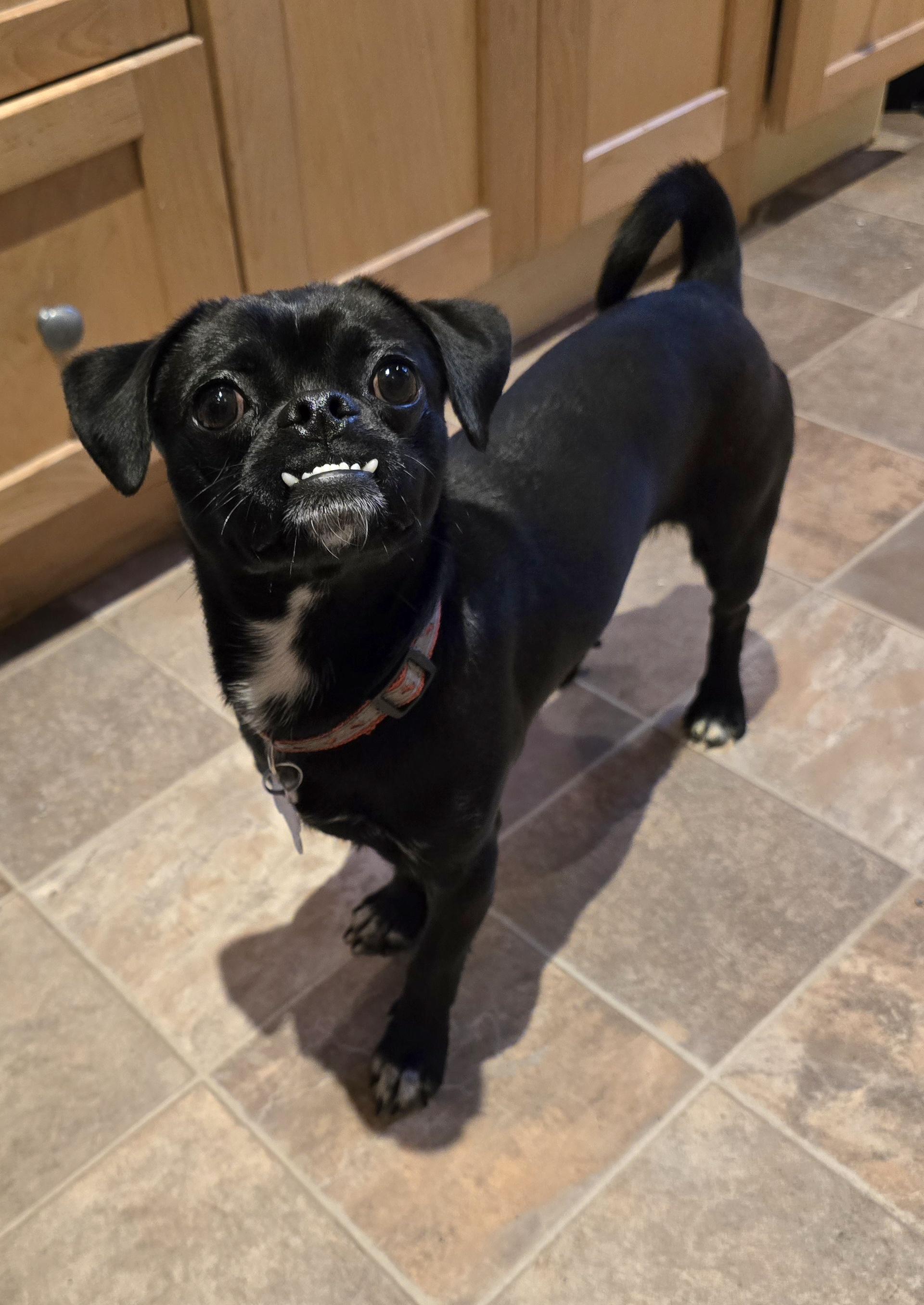 Pugsley, an adoptable Pug in Jamestown, ND, 58401 | Photo Image 4