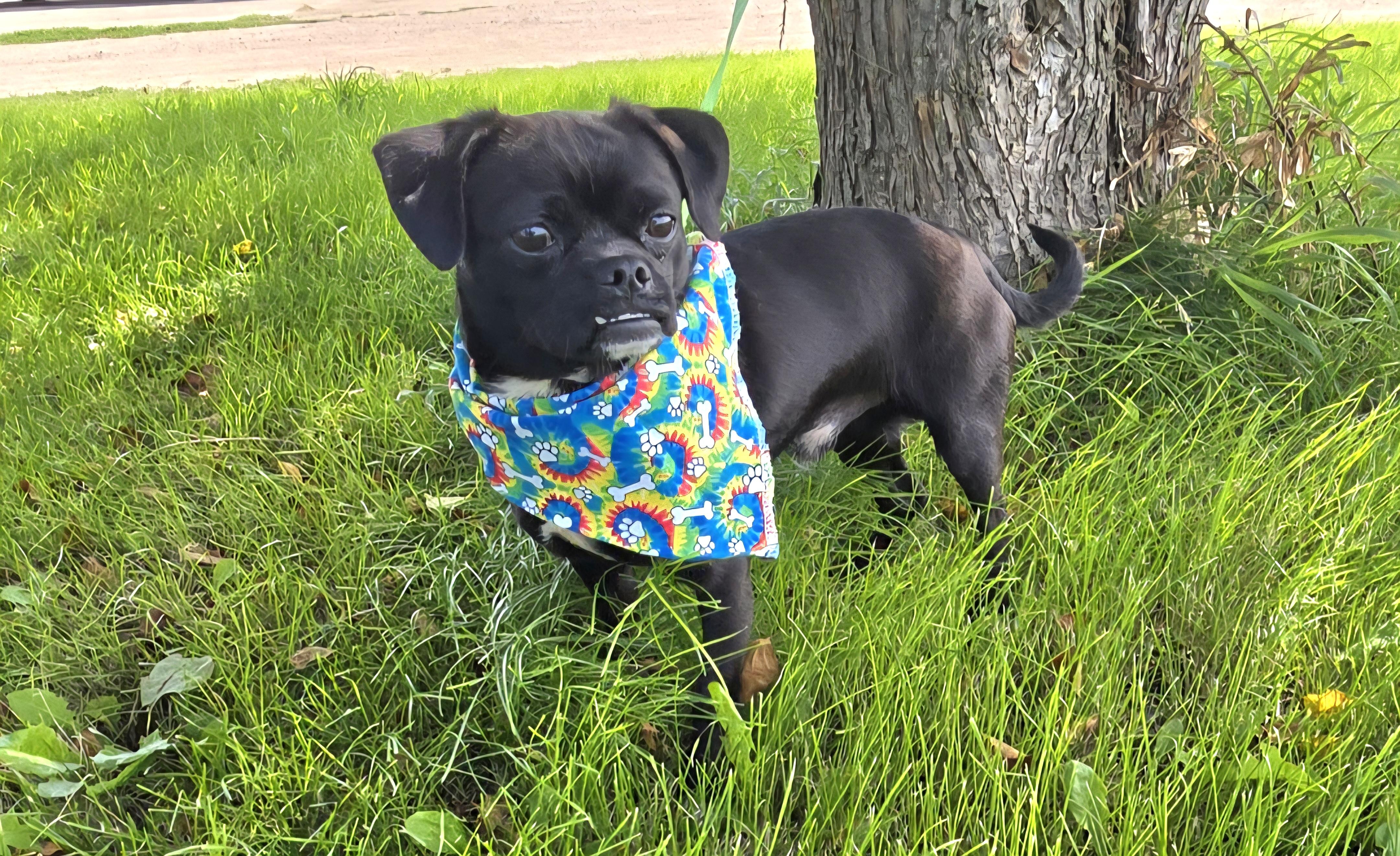 Pugsley, an adoptable Pug in Jamestown, ND, 58401 | Photo Image 5