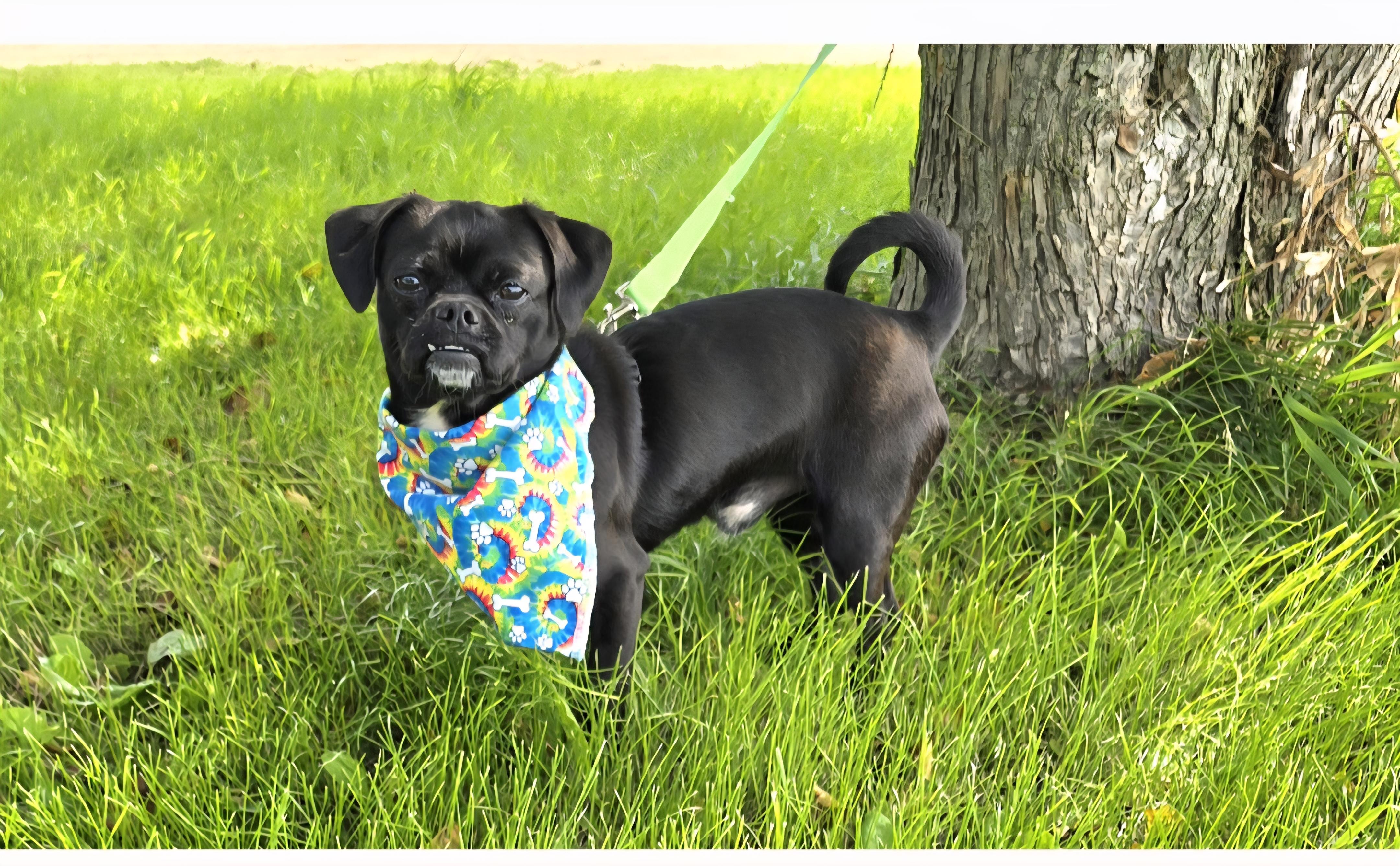Pugsley, an adoptable Pug in Jamestown, ND, 58401 | Photo Image 6