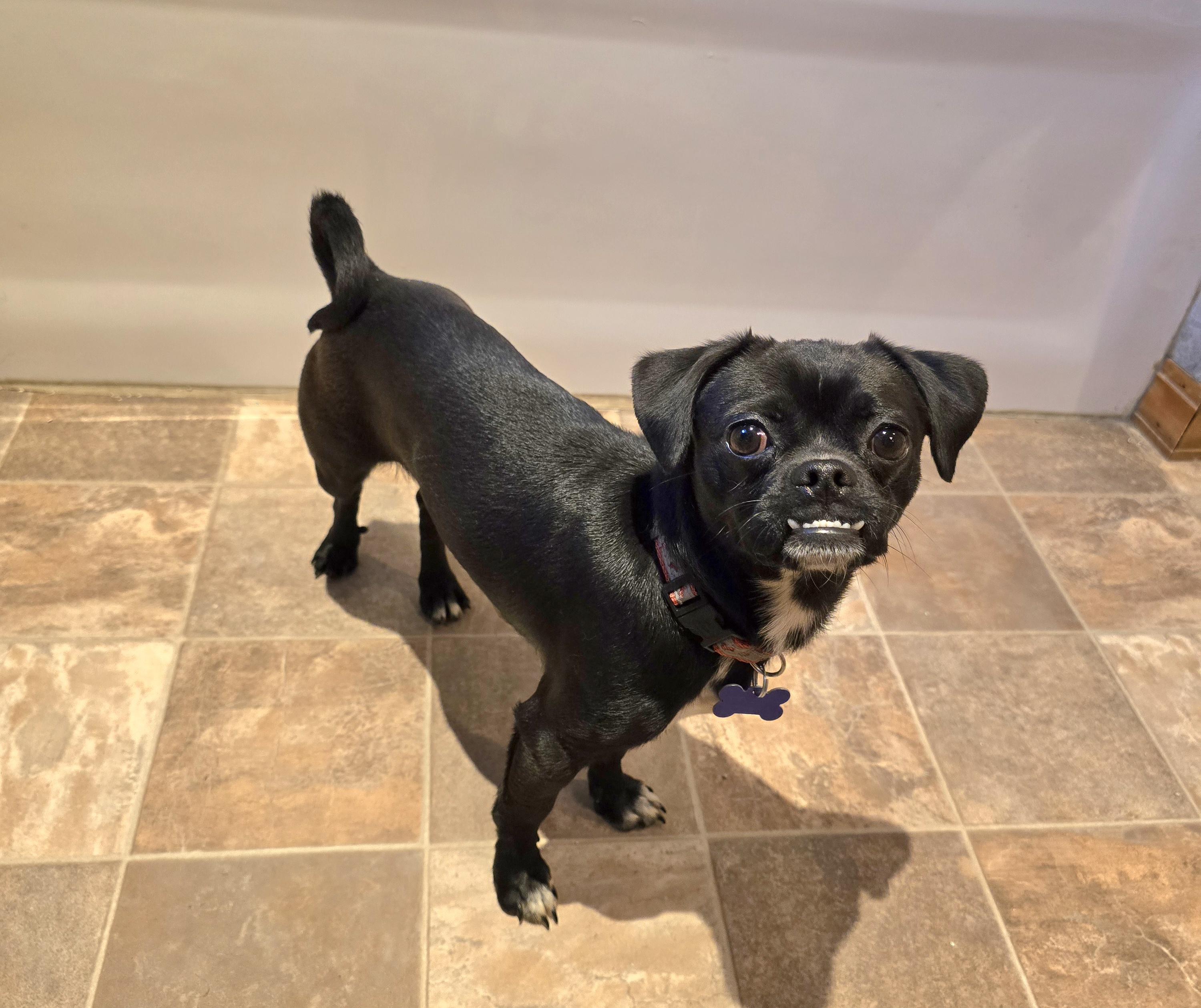 Pugsley, an adoptable Pug in Jamestown, ND, 58401 | Photo Image 3