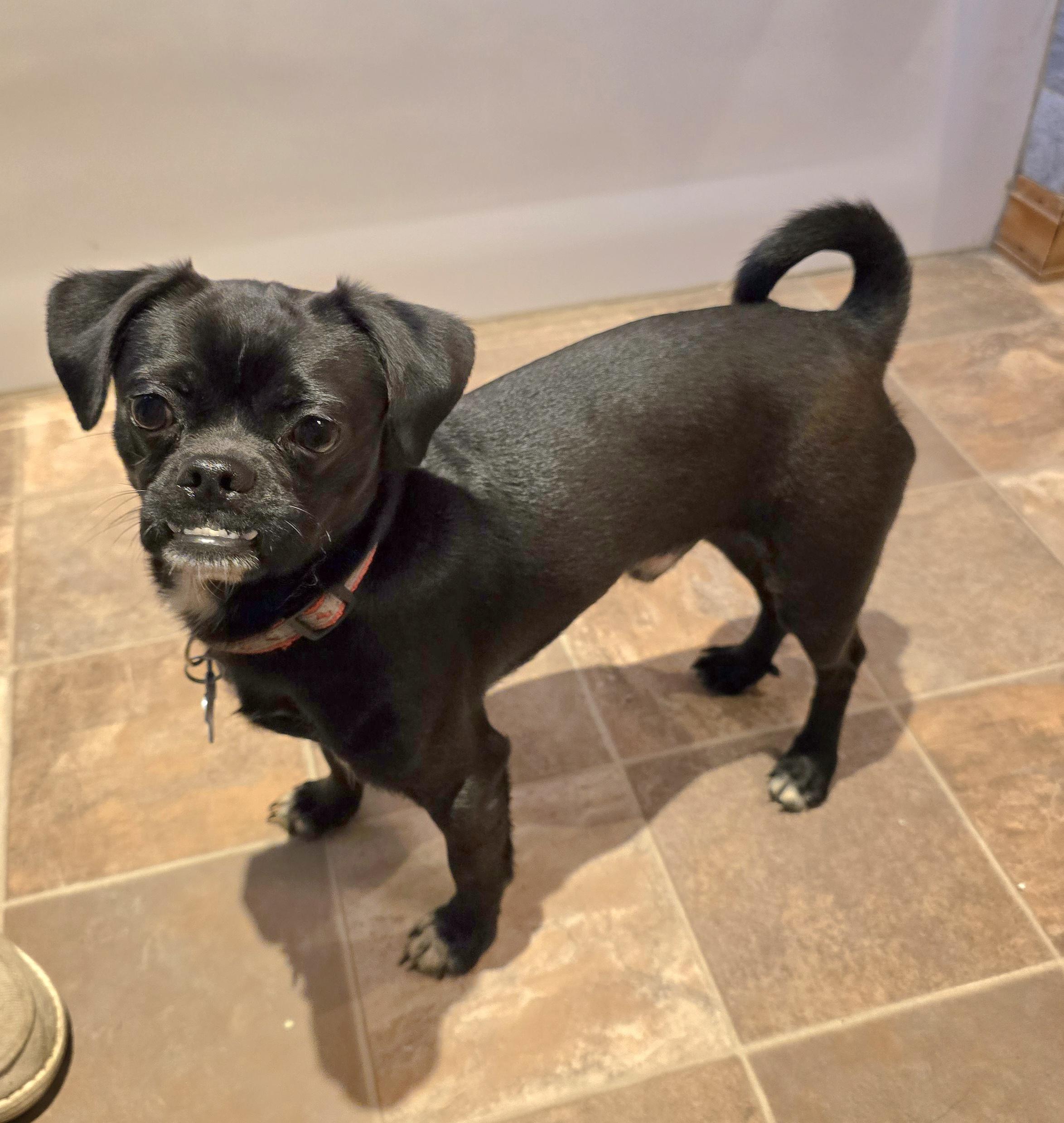 Pugsley, an adoptable Pug in Jamestown, ND, 58401 | Photo Image 1