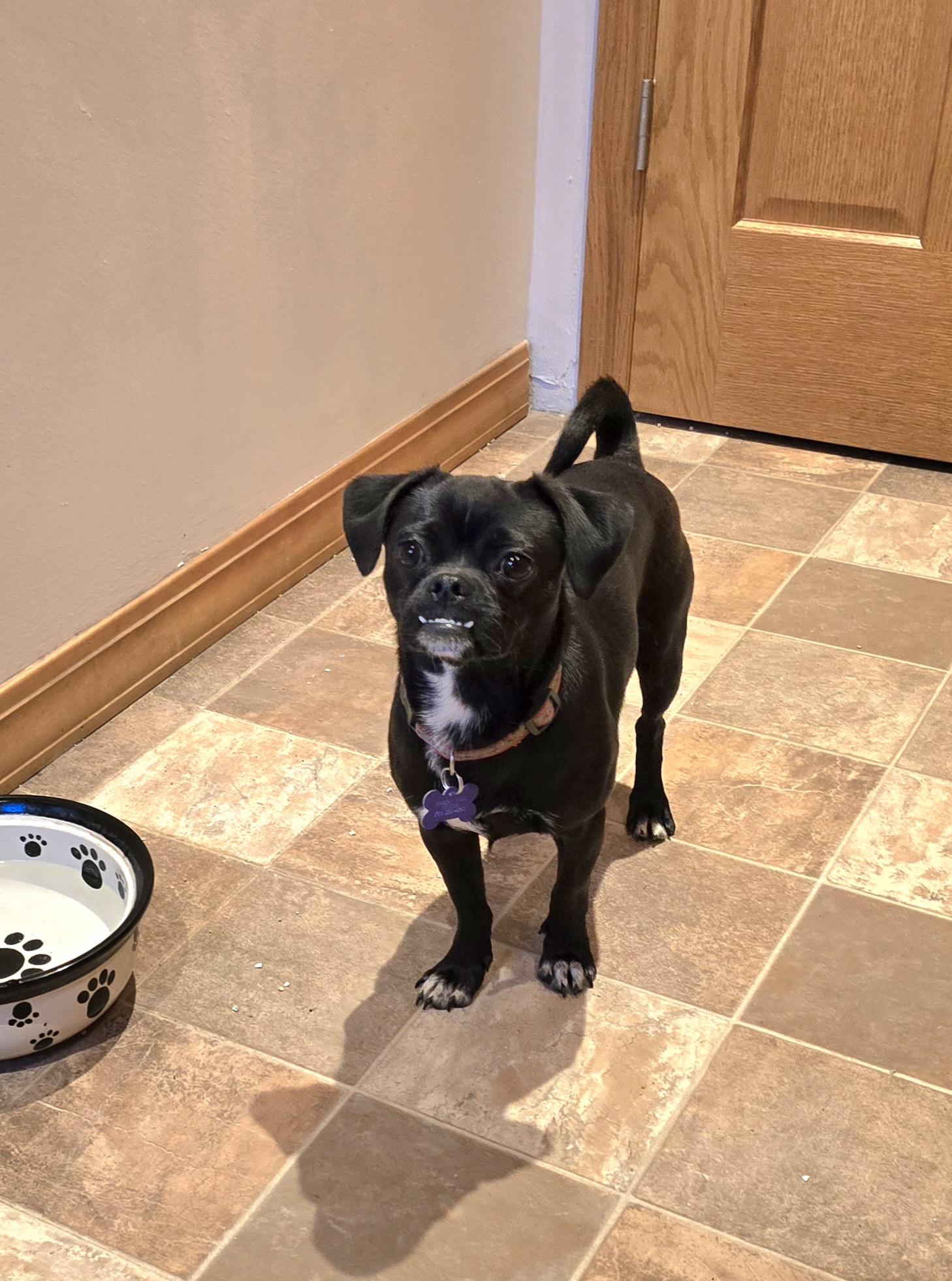 Pugsley, an adoptable Pug in Jamestown, ND, 58401 | Photo Image 2