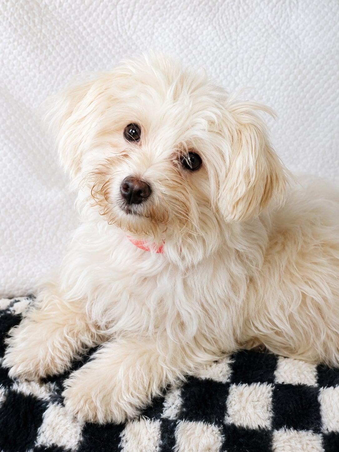 Enlarge Karina, a Adoptable mixed breed in Sanford, FL image 1/1