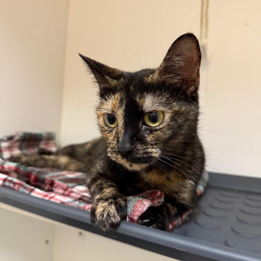 Enlarge Toula(C000-677) - City of Industry Location, a Adoptable Domestic Short Hair in Chino Hills, CA image 1/4