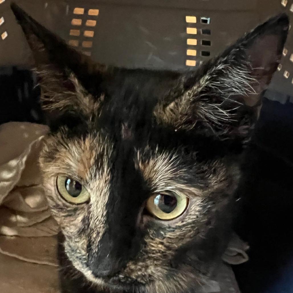 Enlarge Toula(C000-677) - City of Industry Location, a Adoptable Domestic Short Hair in Chino Hills, CA image 2/4