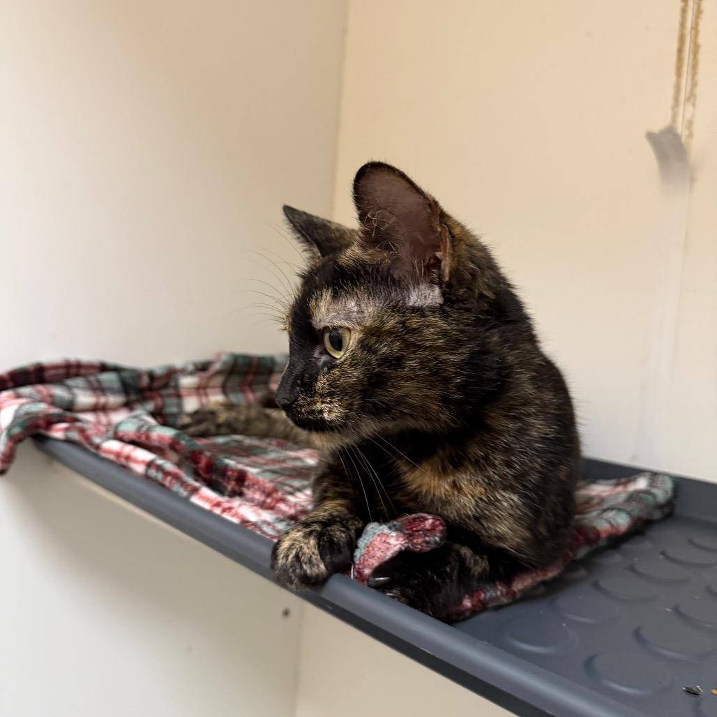 Enlarge Toula(C000-677) - City of Industry Location, a Adoptable Domestic Short Hair in Chino Hills, CA image 3/4