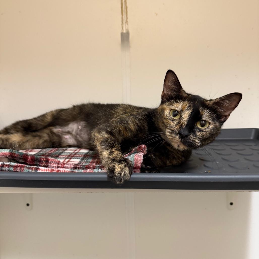 Enlarge Toula(C000-677) - City of Industry Location, a Adoptable Domestic Short Hair in Chino Hills, CA image 4/4