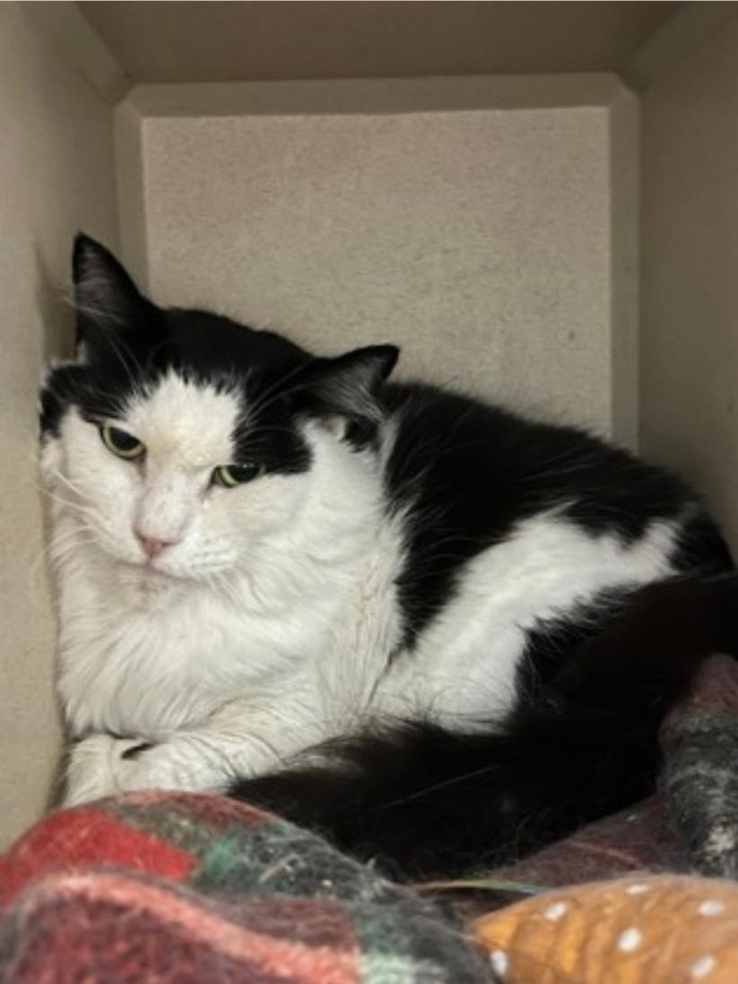 Cookies, Adoptable, Senior Female Domestic Medium Hair.