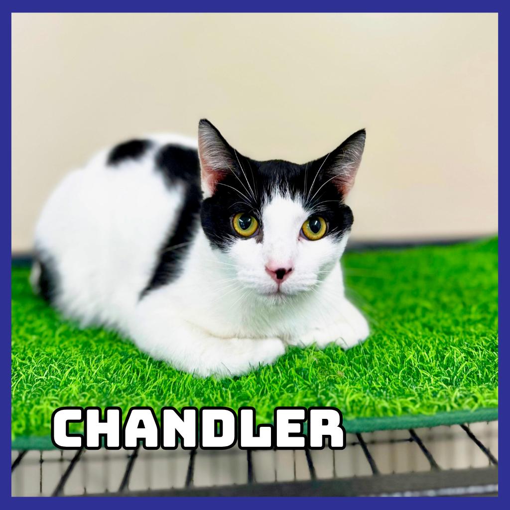 Chandler, Adoptable, Adult Male Domestic Short Hair.