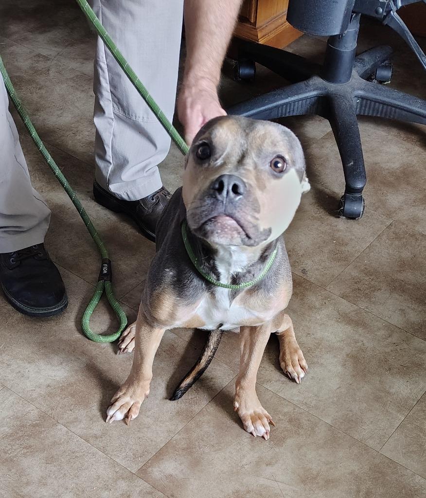 Enlarge Lacey, a Adoptable mixed breed in Springfield, OH image 1/1