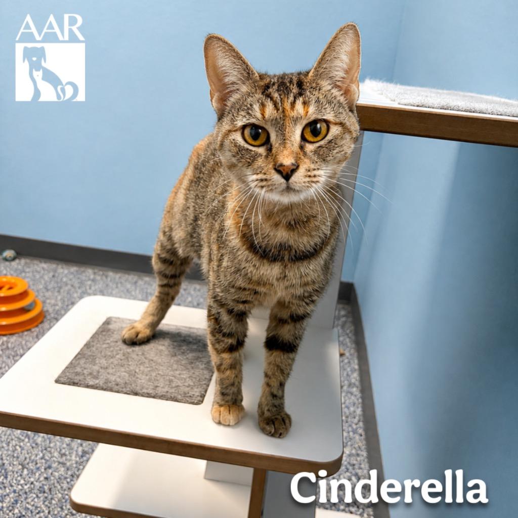 Enlarge Cinderella, a Adoptable mixed breed in Magnolia, TX image 1/1