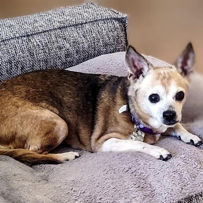 Enlarge Susie, a Adoptable Chihuahua in Las Vegas, NV image 1/2