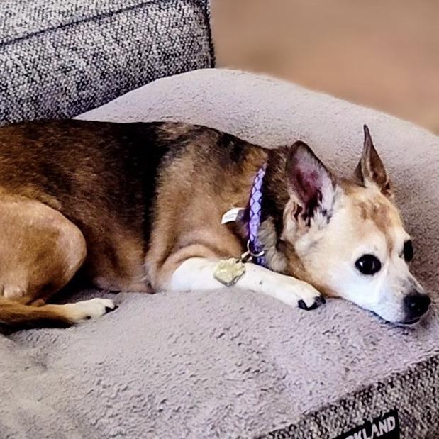 Enlarge Susie, a Adoptable Chihuahua in Las Vegas, NV image 2/2