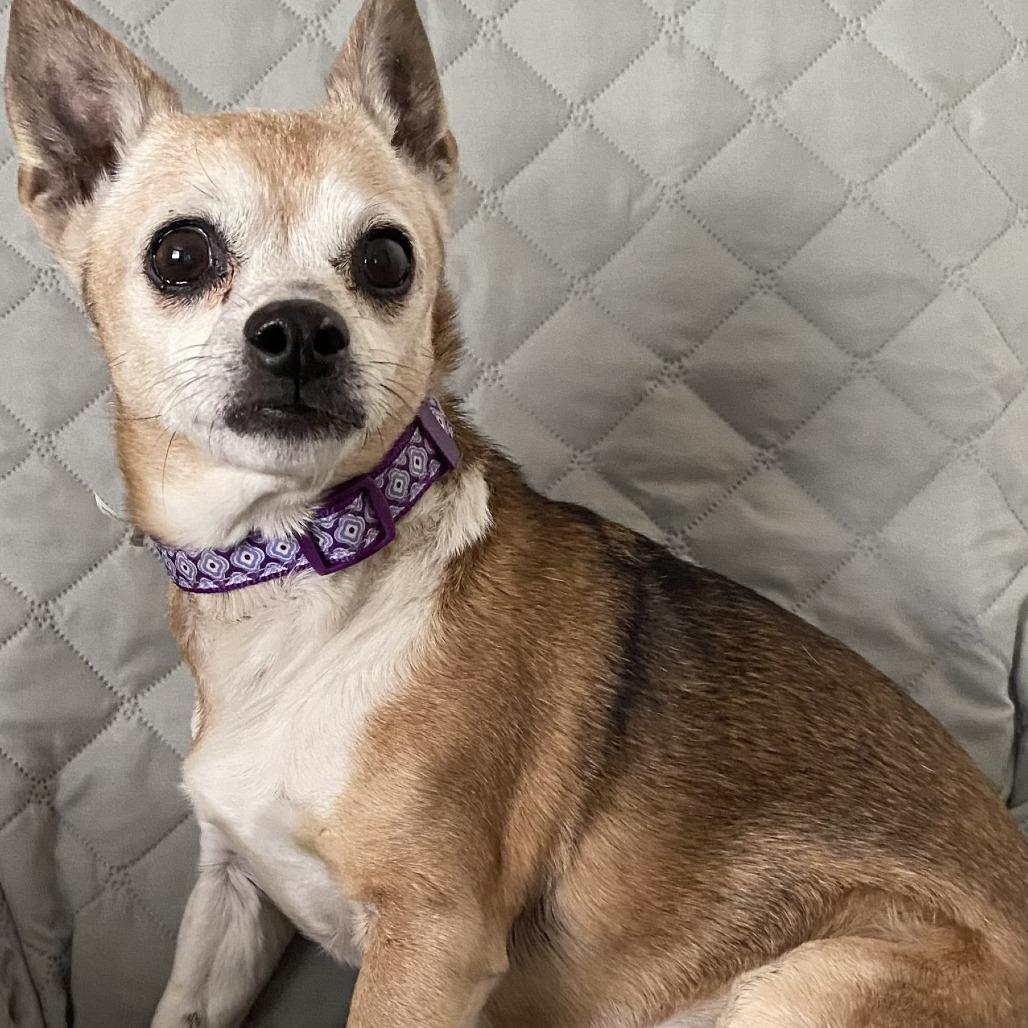 Enlarge Susie, a Adoptable Chihuahua in Las Vegas, NV image 3/3