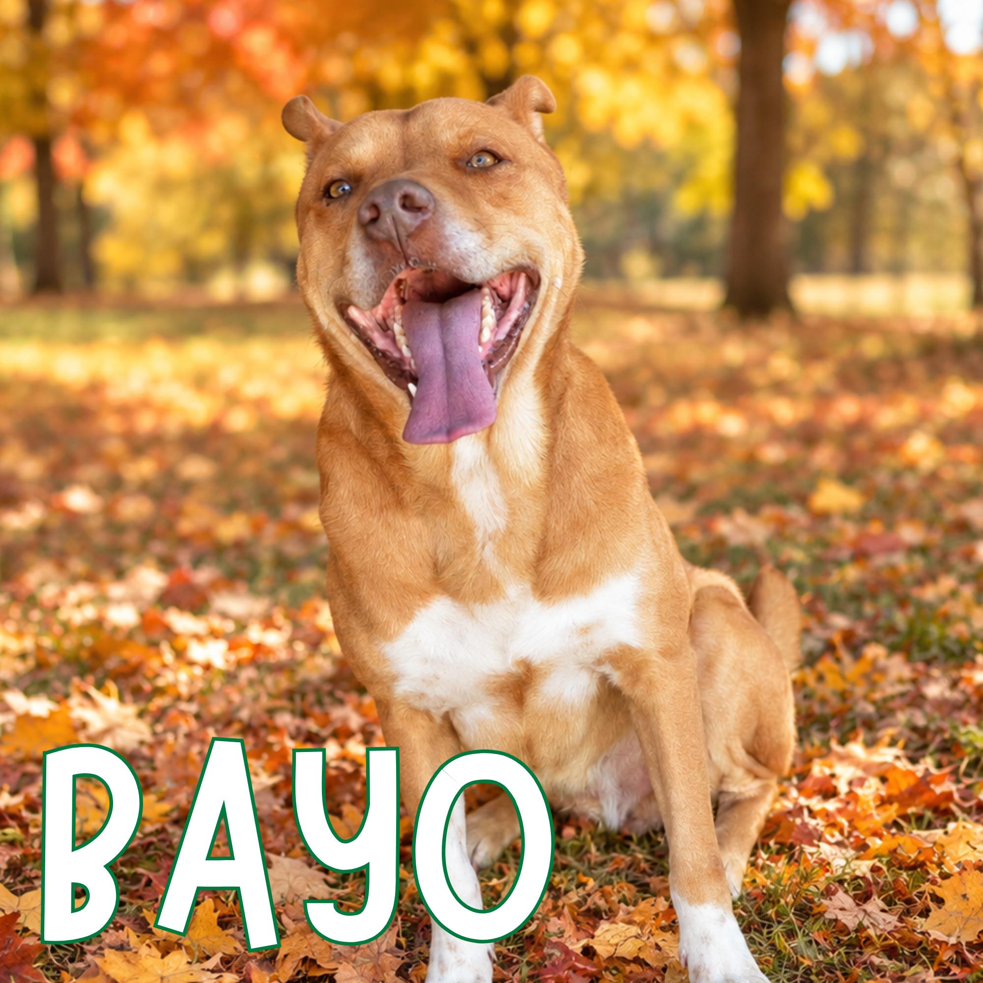 Enlarge Bayo, a Adoptable mixed breed in Mississauga, ON image 1/2