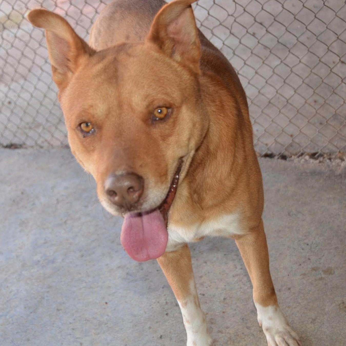 Enlarge Bayo, a Adoptable mixed breed in Mississauga, ON image 2/2
