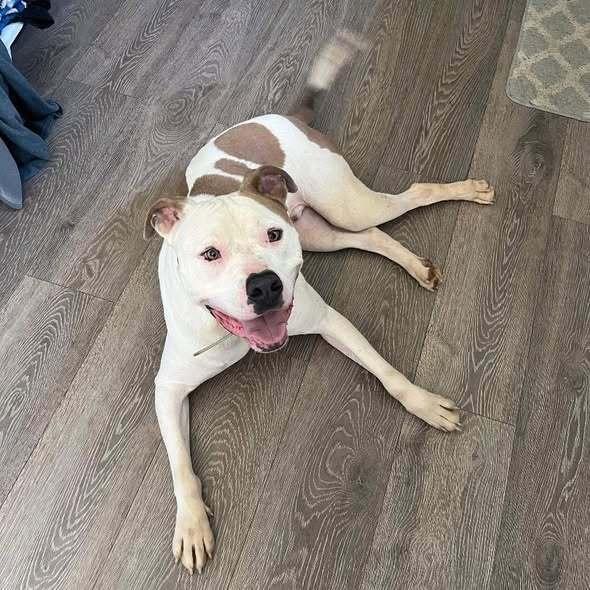 Vinny, a Adoptable American Staffordshire Terrier in Indianapolis, IN image 1/6