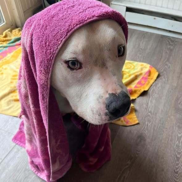 Vinny, a Adoptable American Staffordshire Terrier in Indianapolis, IN image 2/6