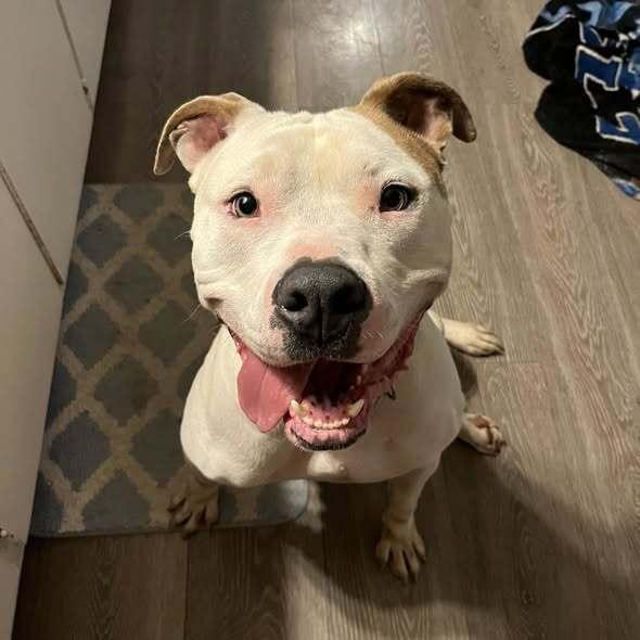 Vinny, a Adoptable American Staffordshire Terrier in Indianapolis, IN image 3/6