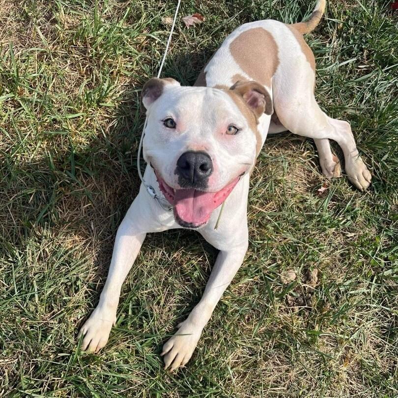 Vinny, a Adoptable American Staffordshire Terrier in Indianapolis, IN image 4/6