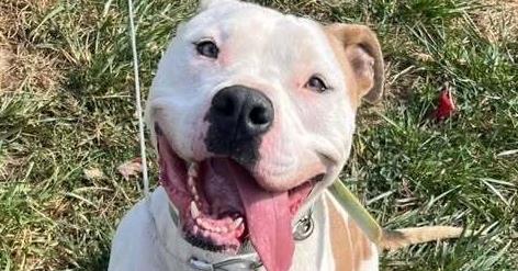 Vinny, a Adoptable American Staffordshire Terrier in Indianapolis, IN image 5/6