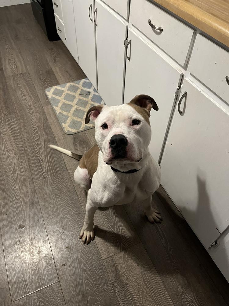 Vinny, a Adoptable American Staffordshire Terrier in Indianapolis, IN image 6/6
