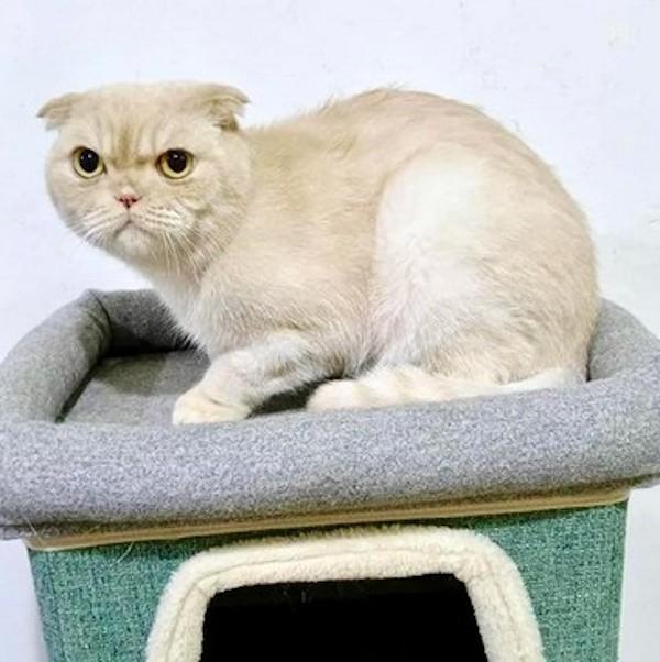 SCOTCH, an adoption pending Scottish Fold in Madison, WI image 2/3