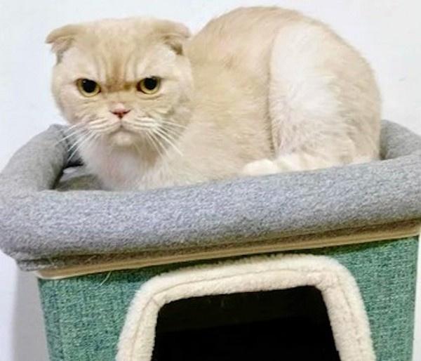 SCOTCH, an adoption pending Scottish Fold in Madison, WI image 3/3