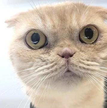 SCOTCH, Adoptable, Adult Male Scottish Fold.