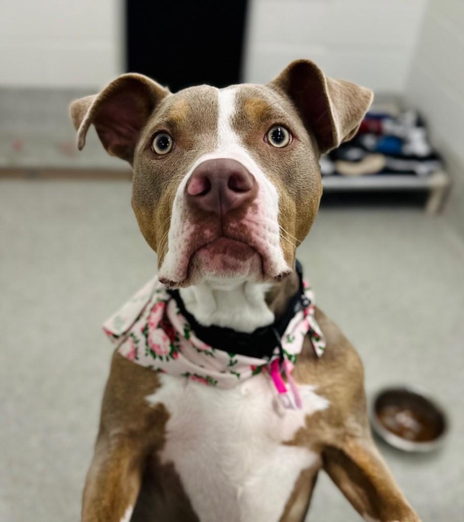 Enlarge OLIVIA, a Adoptable mixed breed in Loveland, CO image 1/1