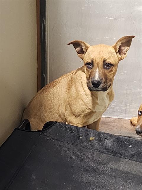 Simon -- URGENT! LONGTIME RESIDENT!, ADOPTABLE, Puppy Male Pit Bull Terrier.