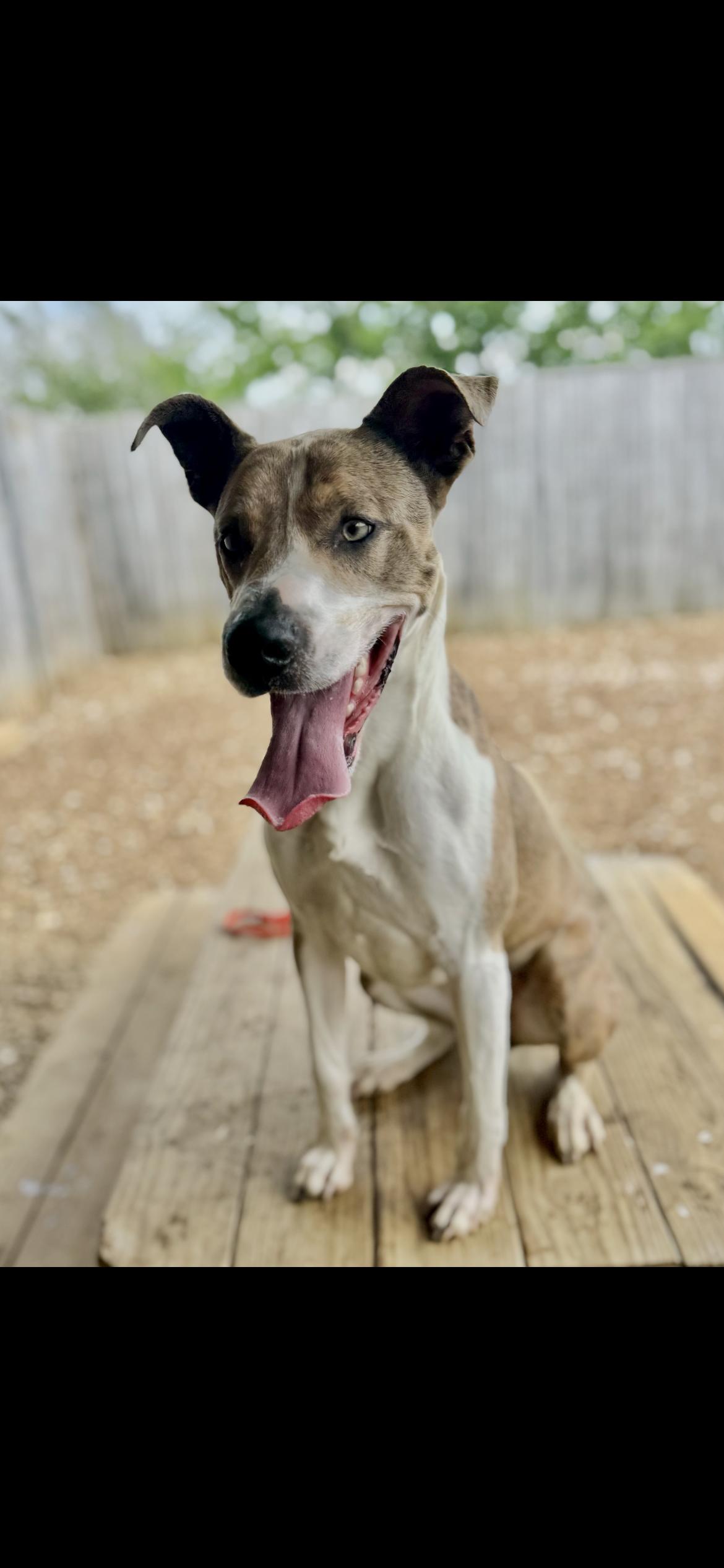 Sky, Adult Female Great Dane