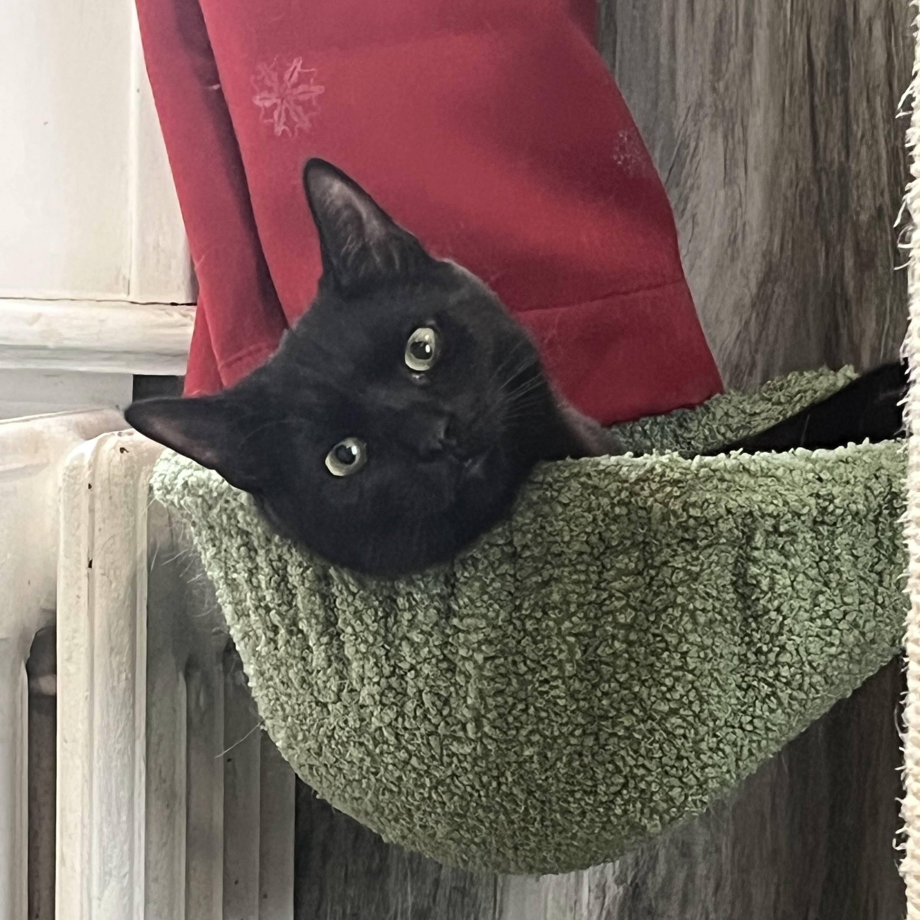 Vinnie , Adoptable, Kitten Male Domestic Short Hair.