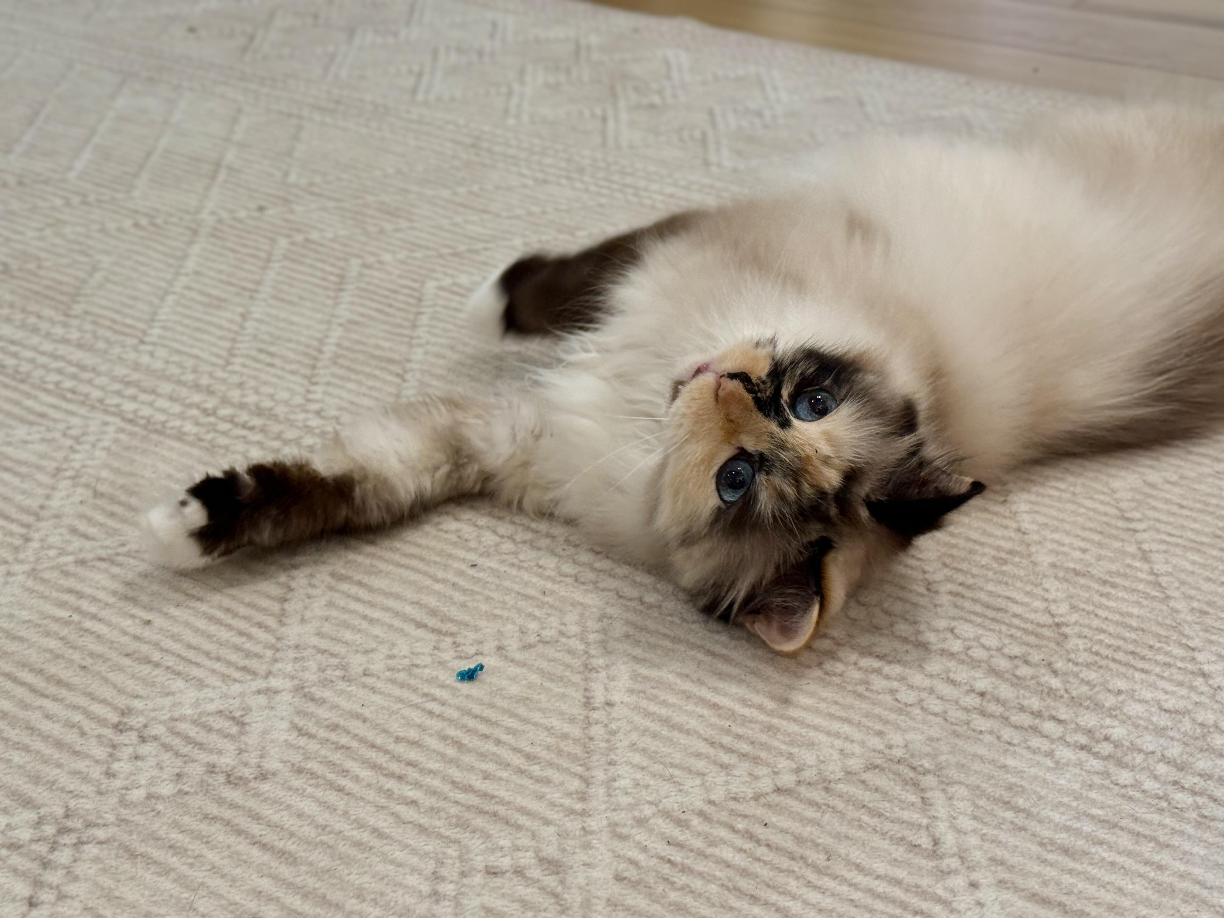 Enlarge Luna, a Adoptable Ragdoll in Old Saybrook, CT image 2/3