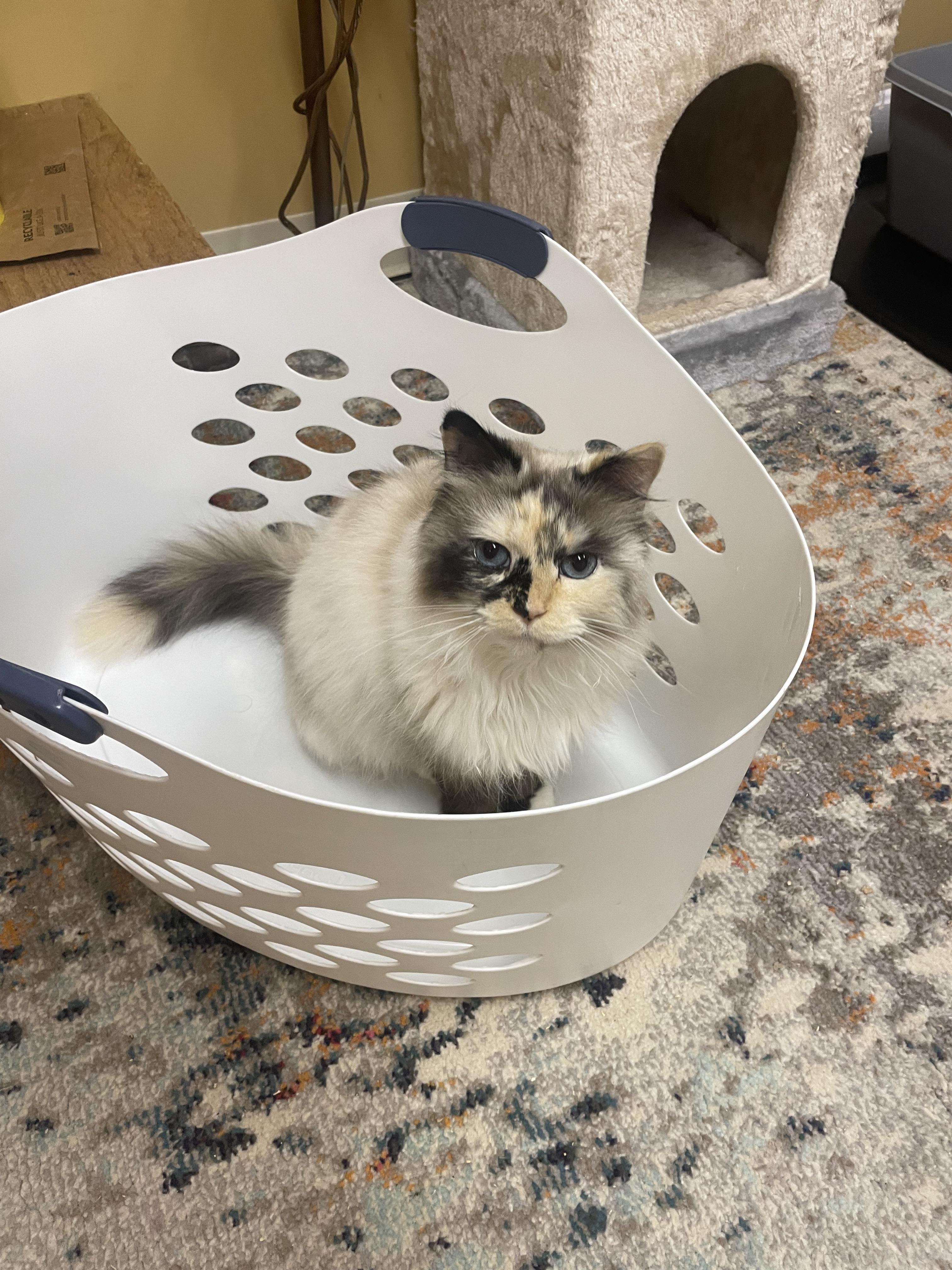 Enlarge Luna, a Adoptable Ragdoll in Old Saybrook, CT image 3/3