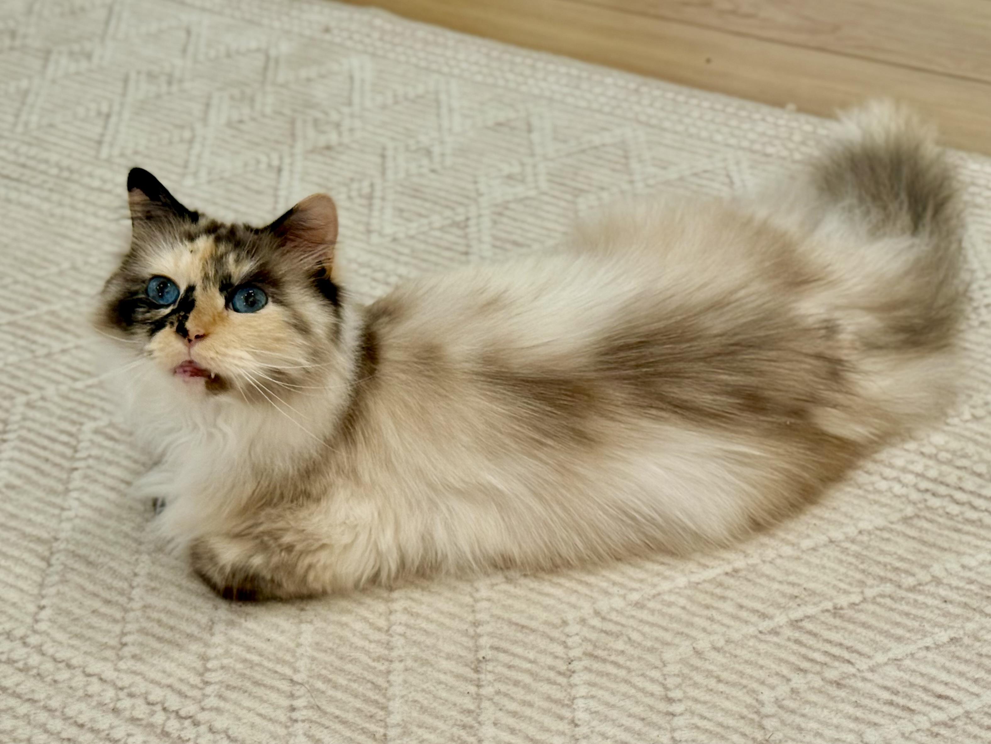 Luna, Adoptable, Adult Female Ragdoll.