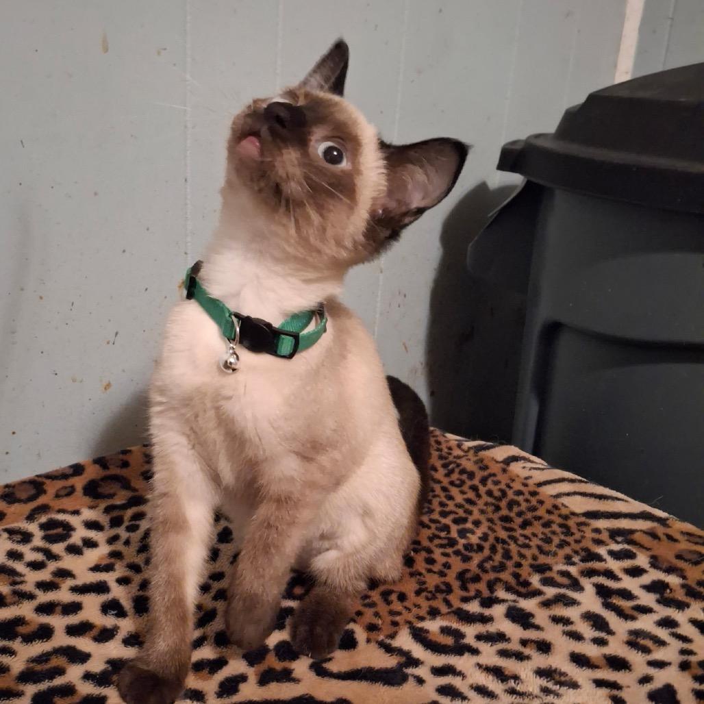 Mochi Macon, Adoptable, Kitten Female Siamese.