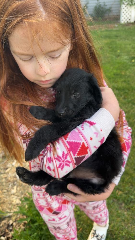 Pretzel, Adoptable, Puppy Male Labradoodle & Mixed Breed.