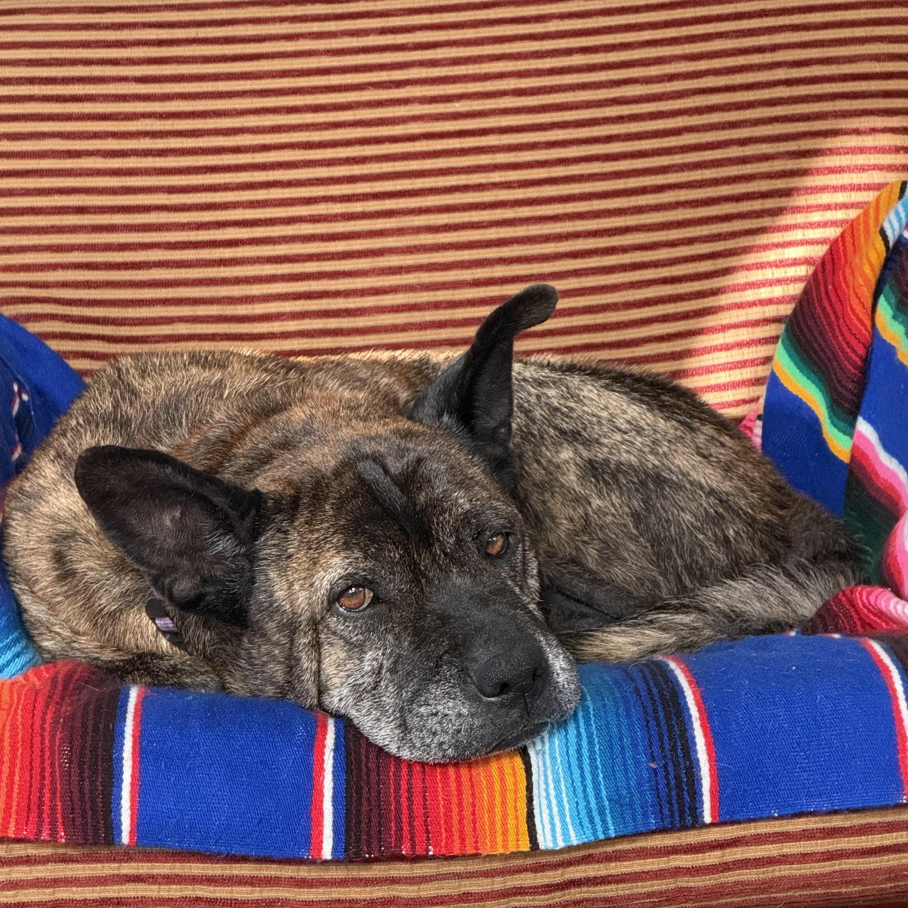 Enlarge Nonna, a ADOPTABLE mixed breed in San Diego, CA image 3/6